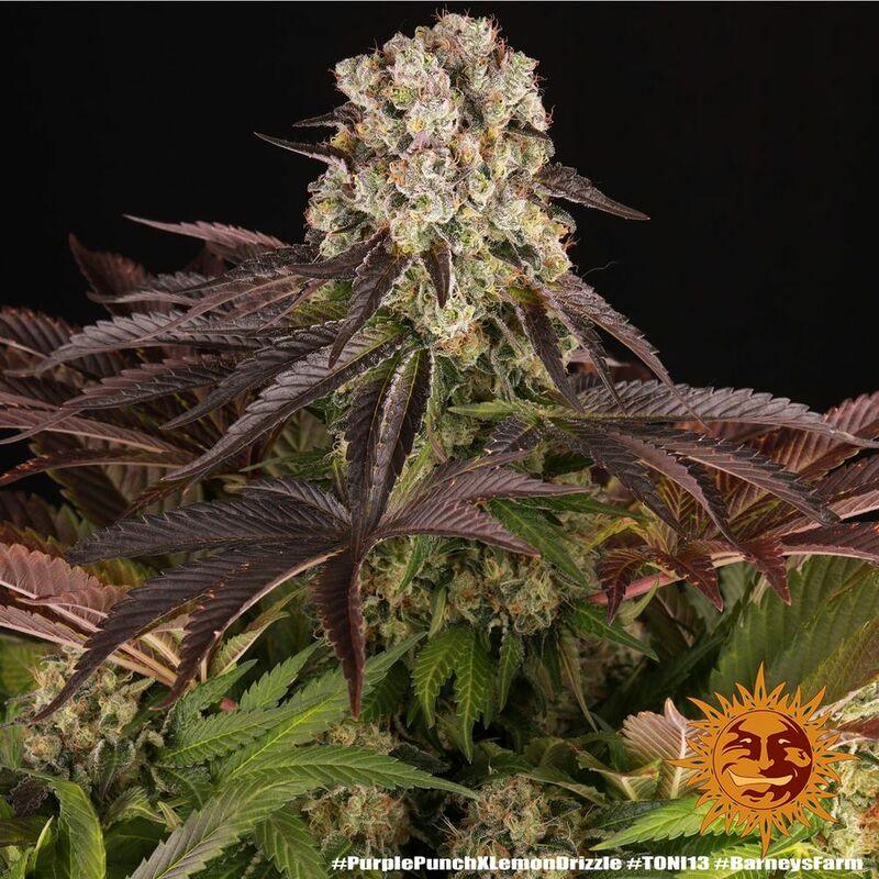 Purple Punch x Lemon Drizzle, Фасовка: 3, изображение 16